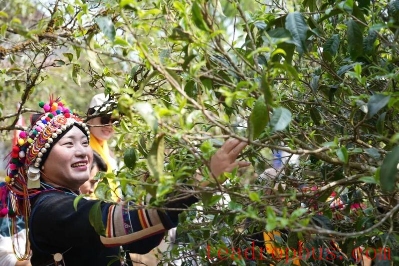 Lao Banzhang: Green Waters and Green Mountains Pave the Path to Happiness; Civilized Tea Village Welcomes a New Life-10