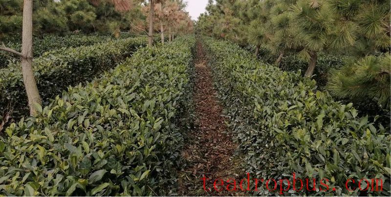 Key Technologies for Winter Protection and Management of Tea Gardens in Rizhao City-3