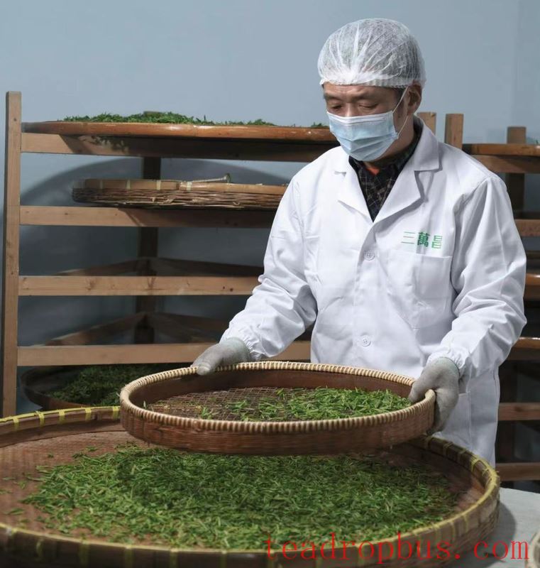 The Story Behind the Harvest and Production of Biluochun Tea-7