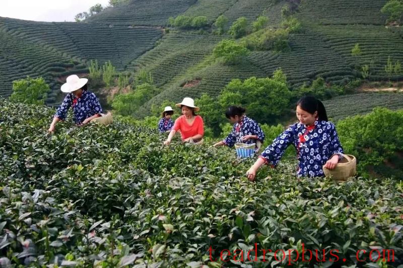 Ten Production Processes of Xinyang Maojian Tea-1