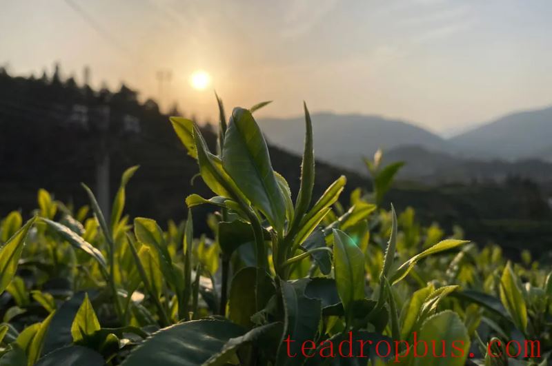 Where is Dahongpao tea produced?-1