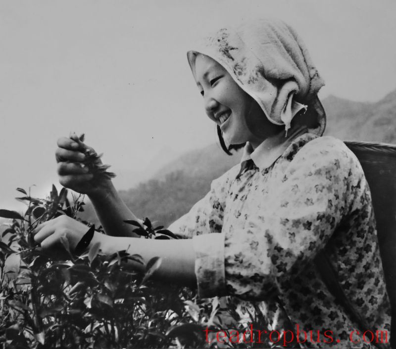 Donghu Commentary: The Yihong Girls, Harvesting and Writing Legends-6
