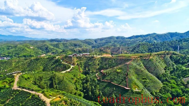 It's the Right Time to Pick Tea! In Zijin, Spring is Hidden in the Fragrance of Tea-5