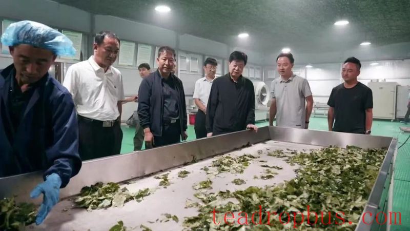 Shaijing Township: Forsythia Leaves Transform into Tea, Extending the Industrial Chain for Greater Efficiency-1