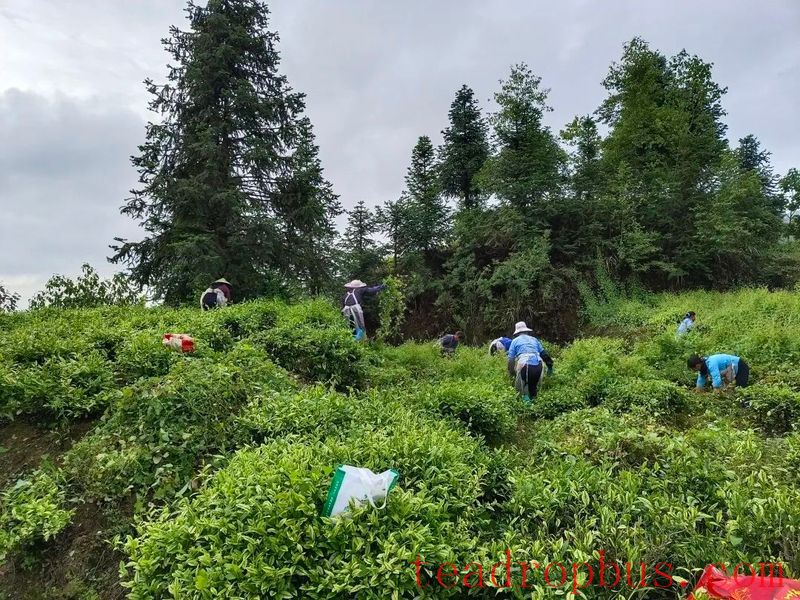 Winter Management Highlights: Tea Gardens Engaged in Autumn-Winter Management Training-22