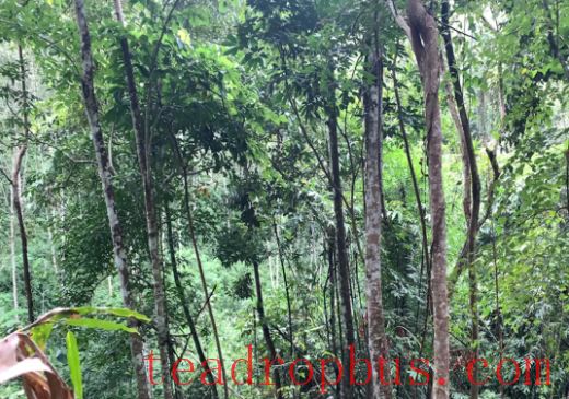 Lao Xu on Tea: Lao Xu Takes You Through the Series on Famous Mountains and Villages – Bohetang-2