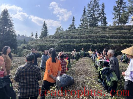 Early Winter, Busy with Tea Garden Management-2