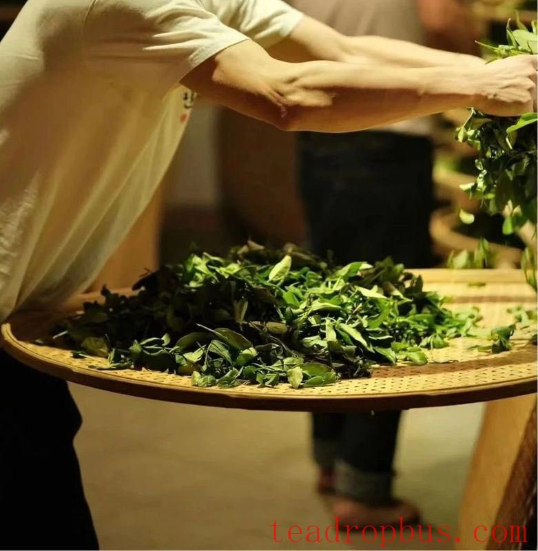 Huang Xiangeng - The Traditional Handmade Skills of Rock Tea-1