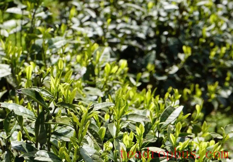 Countermeasures for Low Temperature and Freezing Damage in Guizhou's Spring Tea Gardens-4