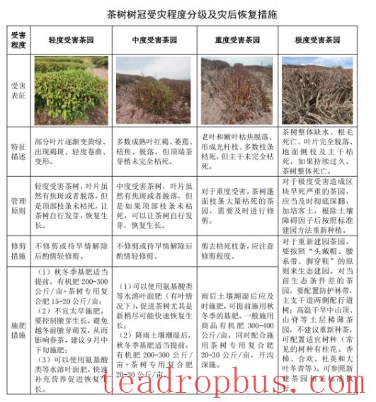 Guidelines for High-Temperature Drought Early Warning and Disaster Mitigation Measures in Tea Gardens-1