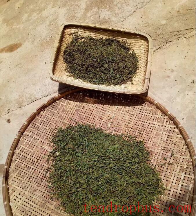 The Complete Process and Characteristics of Producing Sun-Dried Black Tea from Bada Mountain-8