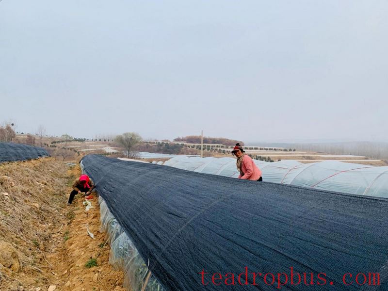 Tea and Meteorology: Types of Frost Damage in Tea Gardens and Low-Temperature Emergency Protection Techniques-6