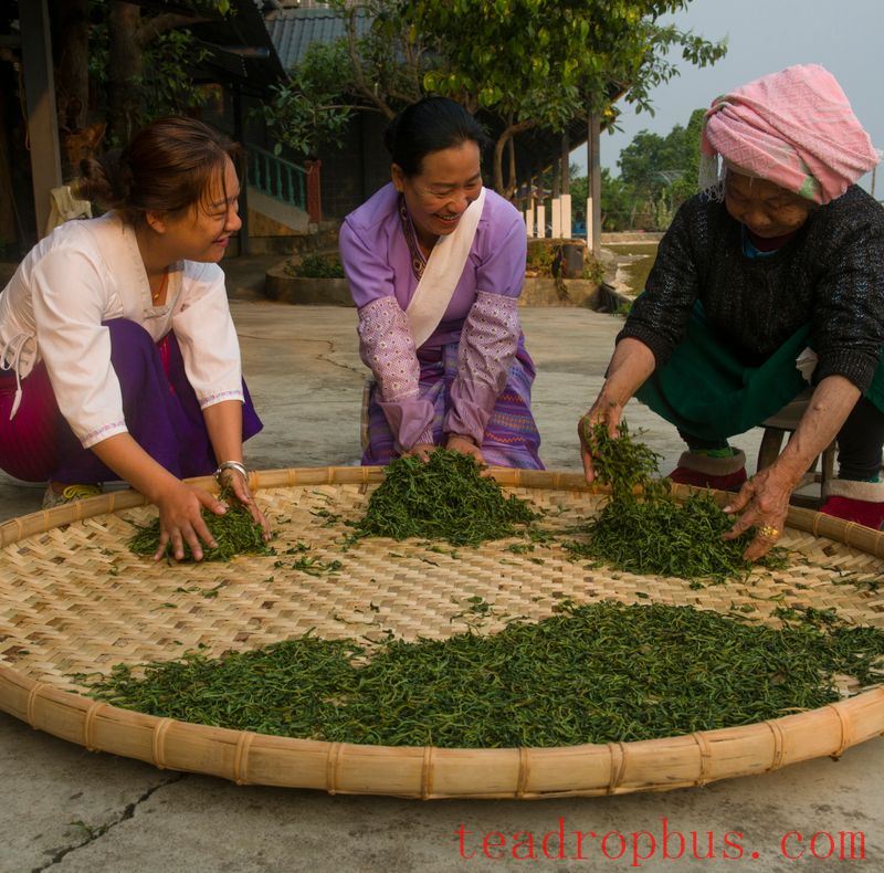 Puer Tea: Handmade vs. Mechanized-2