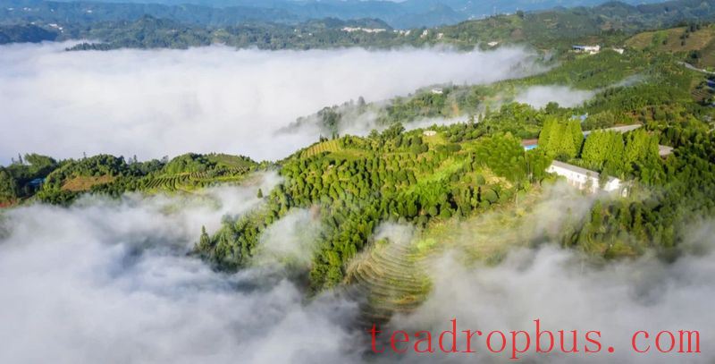 The Millennium Tea Land — Gao County-8