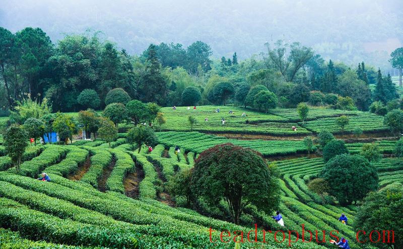 Hezhou: The Beauty of China's Tea Culture Amidst Green Mountains and Clear Waters-2