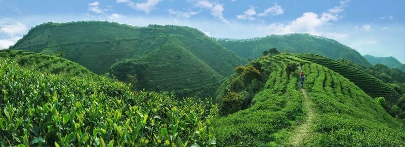 It's the Right Time to Pick Tea! In Zijin, Spring is Hidden in the Fragrance of Tea-1
