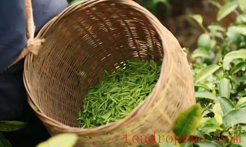 A Cup of Longjing Tea, Sipping the Verdant South!-4