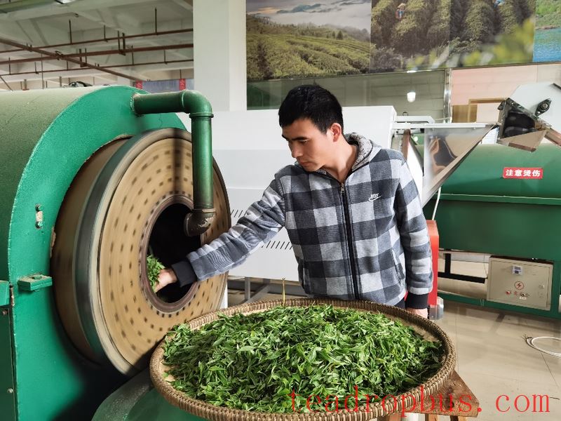 Issues in Guizhou Green Tea Processing and Key Technical Points for Solutions-5
