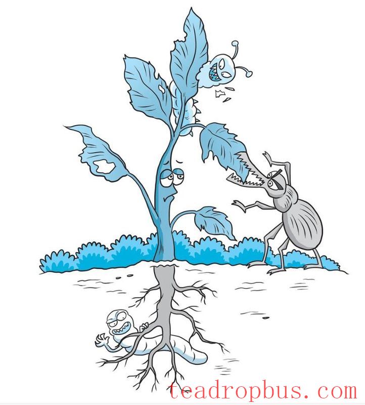 Q&A on Scientific Tea Planting: What are the main diseases and pests of tea plants?-1