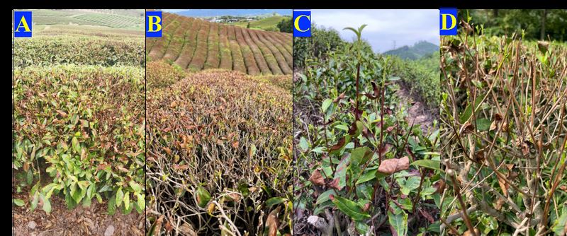 Recovery Measures for Tea Plants After Extreme Heat and Drought Disasters-2