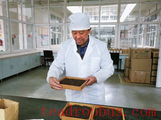 Puer Raw Tea: Savor the Aroma, Freshness, and Mountain Origins (Part 2)-3-ChinaTeaGuru: Exploring Chinese Tea Culture and Kung Fu Tea - Tea Art, Tea Ceremony, Tea Knowledge Puer Raw Tea: Savor the Aroma, Freshness, and Mountain Origins (Part 2)-3