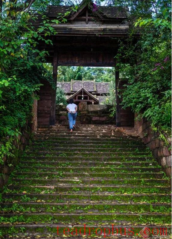 Guarding Jingmai: A Thriving Coexistence of Man and Tea-4