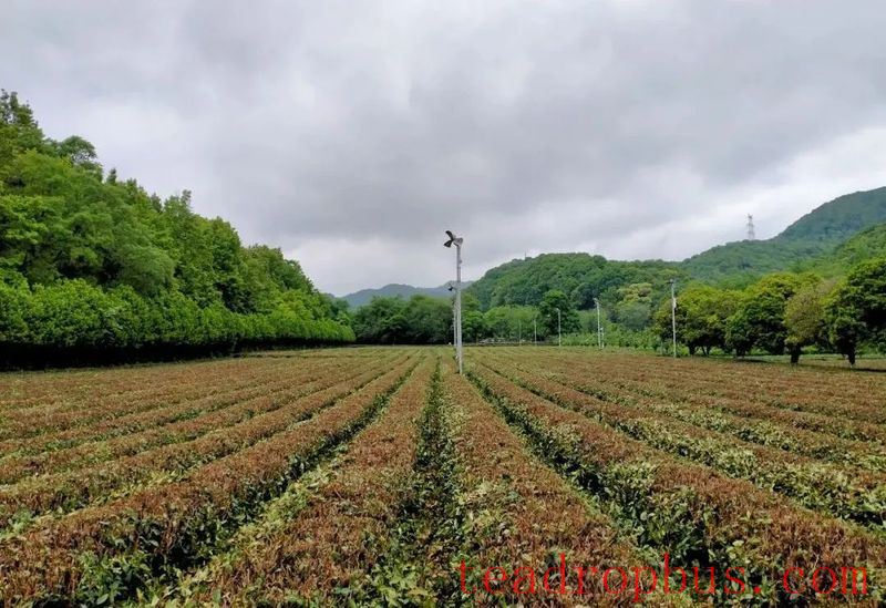 A Few Things About Tea Tree Pruning-1