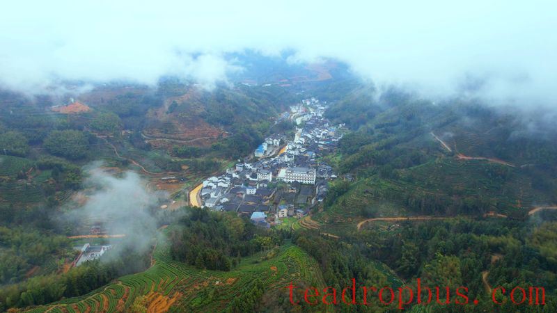 A Tea Village Known as 