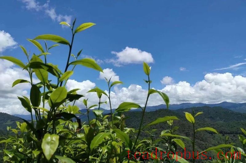 Why Do 90% of Pu'er Tea Enthusiasts Store Yiwu Tea?-3