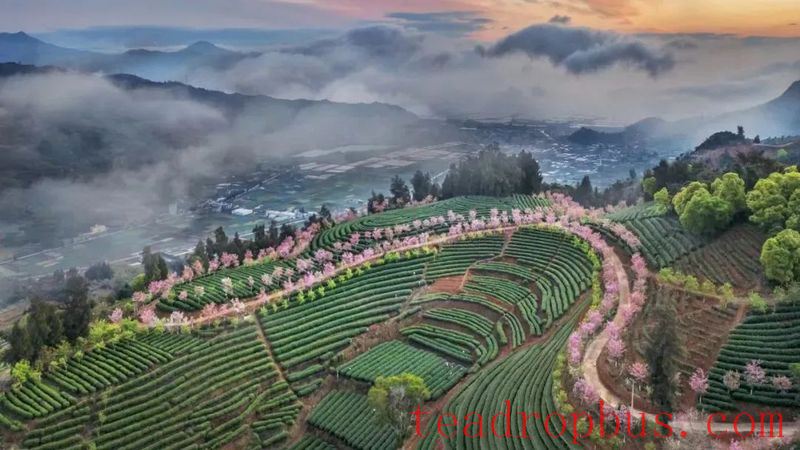 Ancient Perceptions of Fujian Tea: Frugality, Beauty, Harmony, and Reverence – Refreshing Joys of the Human Realm-1