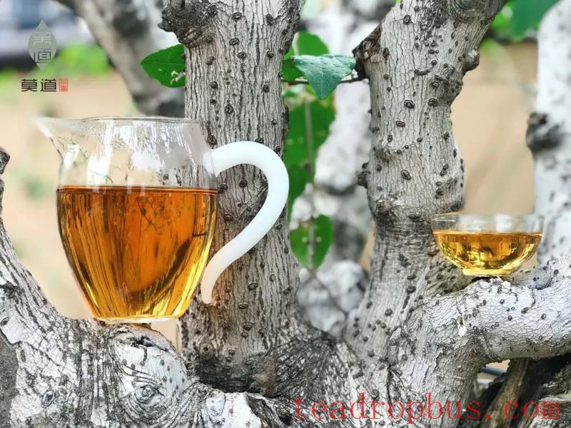Cooling off the Heat, Never Without a Cup of White Tea-1
