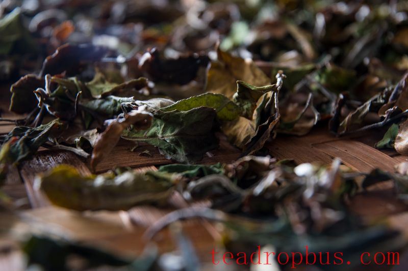 Taoism in Practice: A Brief Discussion of the Processing Techniques for Large-Leaf White Tea from Yunnan-1