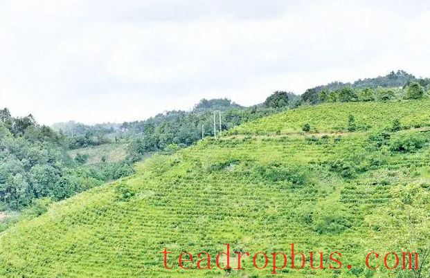 Sustained Growth in the Tea Industry of Changning County-1