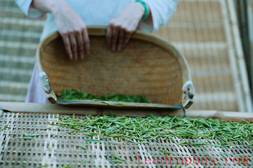Fuding White Tea-2