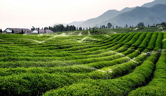 The Perfect Combination of Tea Industry and Tourism: Danzhai Tea Garden is Worth a Visit-3