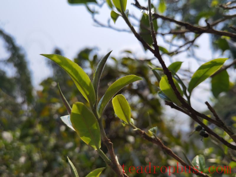 Where is Yi Wu Doyi Tree Located?-3