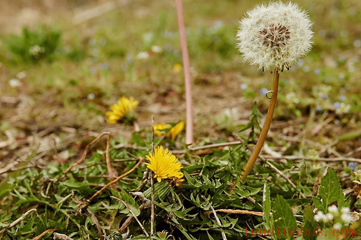 Dandelion Tea Benefits and Uses: A Treasure of Natural Remedies-1