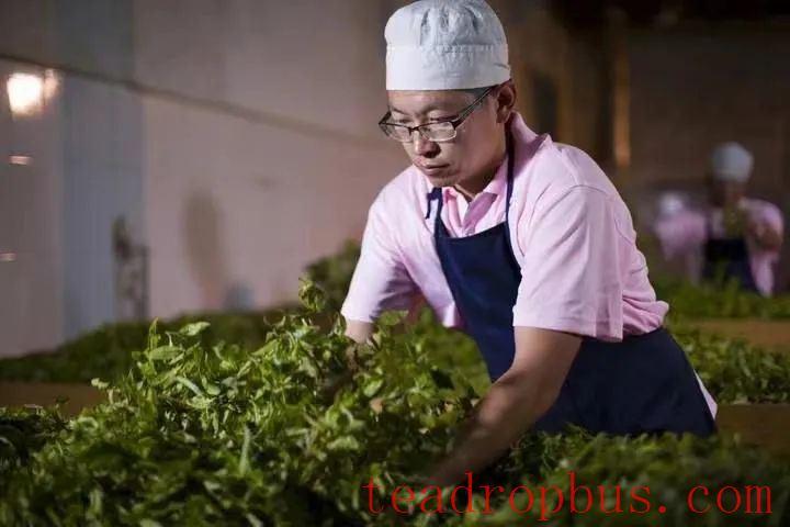 National Intangible Cultural Heritage Representative Project: Pu'er Tea Making Skills, Dayi Tea Making Skills-4