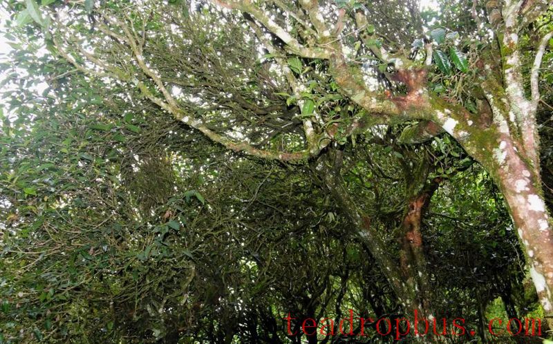 Mojiang Tea: The Taste of Time on the Leaves-8
