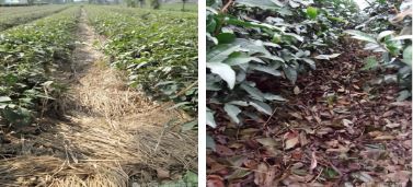 Fenggang Zinc and Selenium Tea: Preventive and Remedial Measures for Tea Gardens Against Freezing Rain and Temperature Drops-2