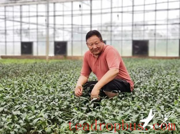 From Seeding to Planting: Clonal Tea Seedlings Make Mechanical Harvesting Possible in Shandong-3