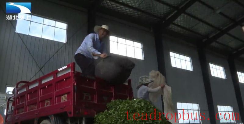 Enshi Prefecture's Mechanized Summer and Autumn Tea Harvest Paves a Path to Prosperity for Tea Farmers-4