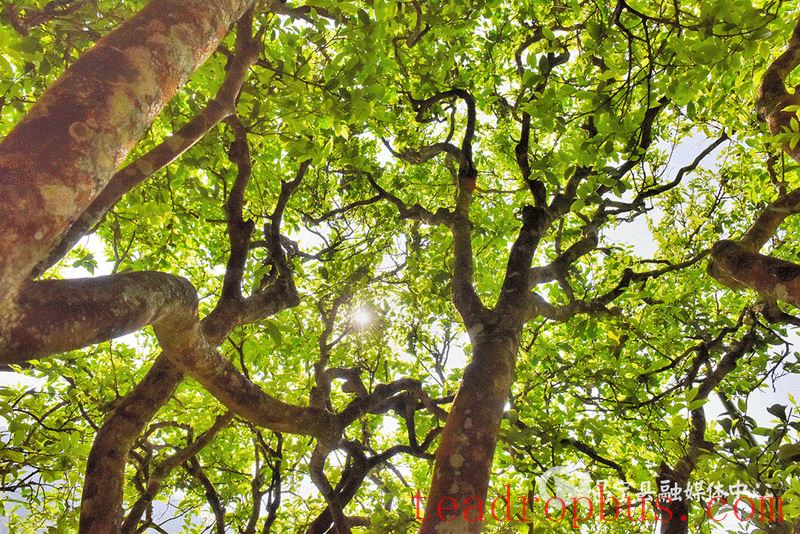 Mangshui Changning: The Spring Tea Flourishes with the Waters of the Lancang, the Ancient Trees of the Origin are All Good-2