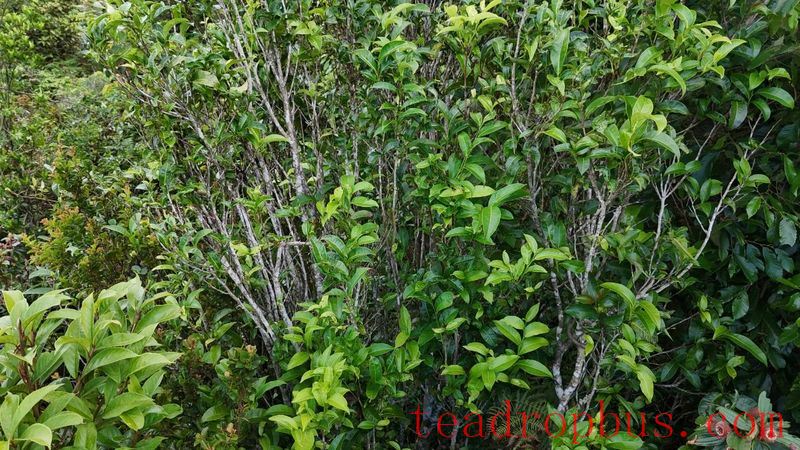 Exploring the Depths of Wuzhi Mountain, Hainan: A Census of Wild Large-Leaf Tea Trees-4