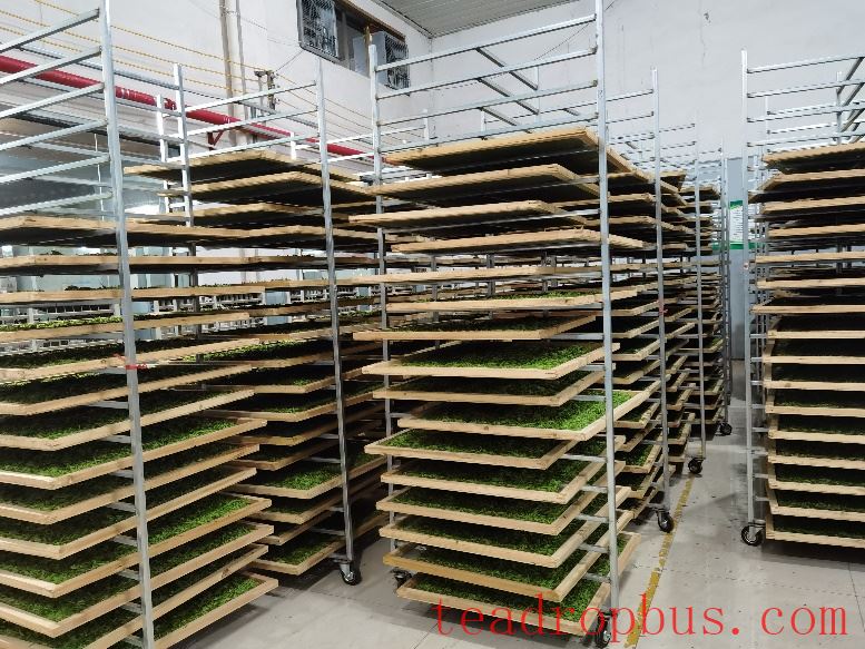 Issues in Guizhou Green Tea Processing and Key Technical Points for Solutions-2