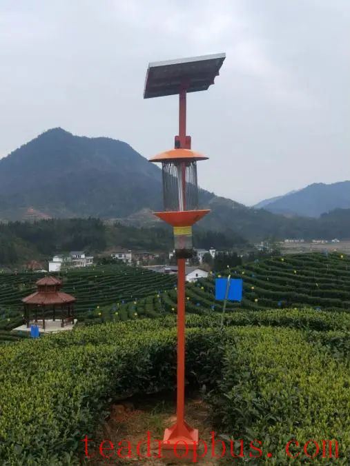 Jiangxi Province's Key Agricultural Technology for 2025: Green Pest Management Techniques for Tea Diseases and Pests-2