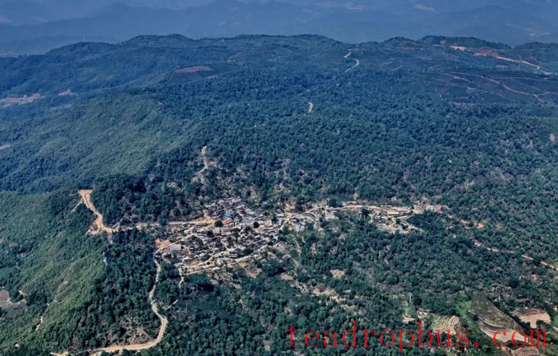 Jingmai Mountain: What Draws the World to This Ancient Tea Land? Another Exploration of Jingmai Mountain's Appeal in Yunnan Province by the Economic Daily-3