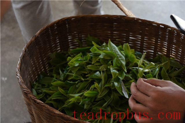 Where is the origin of Dian Hong tea?-3