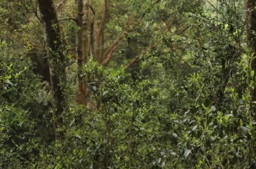 Tea Fragrance from the Pu'er Famous Mountain in Xishuangbanna: Mangzhi Tea Mountain-1
