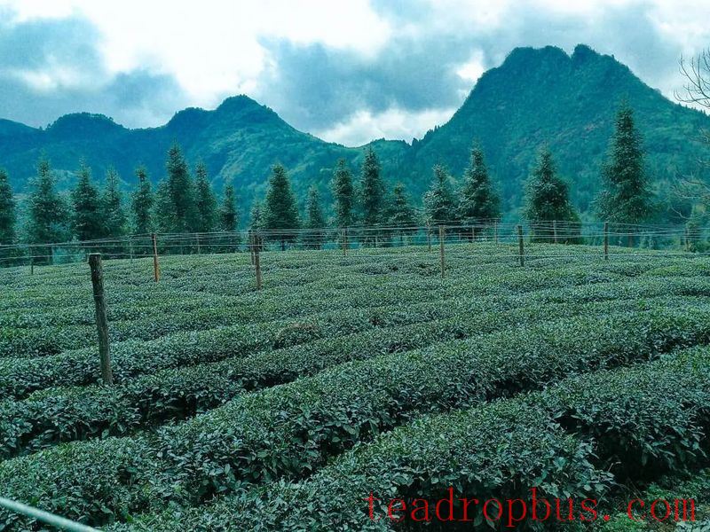 Unbearable Heat: Emergency Measures for Drought in Tea Gardens!-4